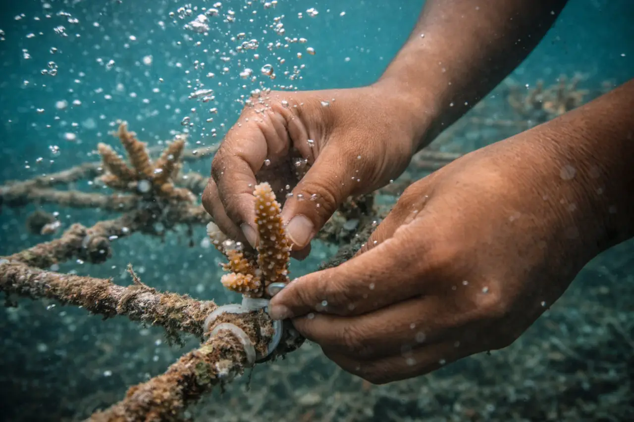 Community Coral Nurseries Hit 80% Survival Rate